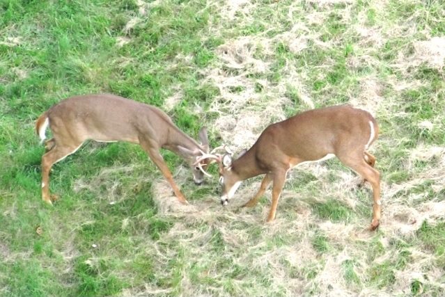 Image of 2 male deer sparring