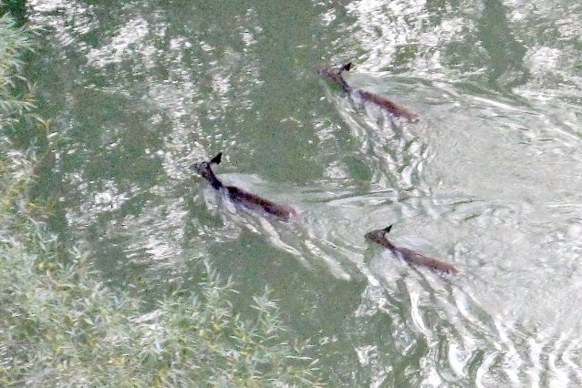 Image of 3 doe swimming in river