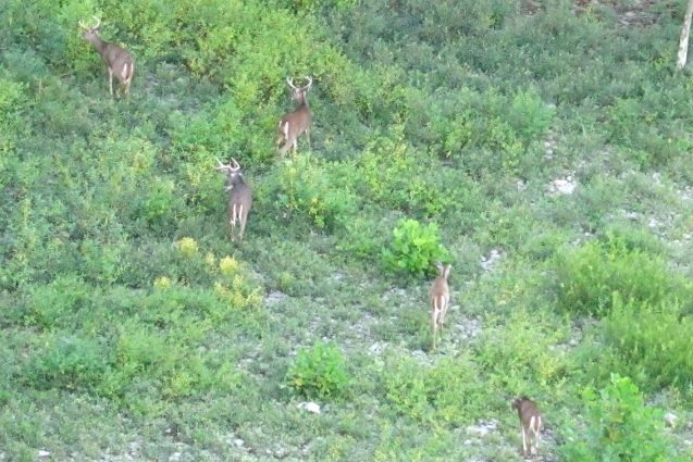 Image of small herd of deer