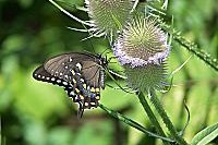 Black Swallowtail