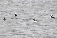 Bufflehead Ducks