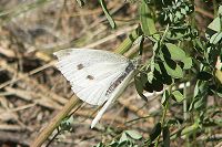 Cabbage Butterfly