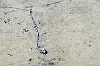 Freshwater Clam