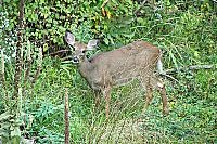White Tail Deer