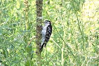 Downey Woodpecker