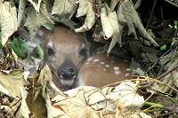 Fawn Under Downed Tree