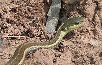 Garter Snake