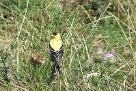 Goldfinch