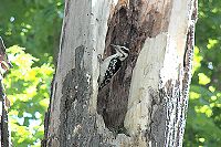 Hairy Woodpecker