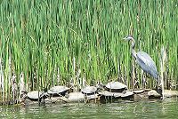Heron and Turtles