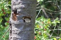 House Wren