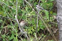 Chickedee & Wren