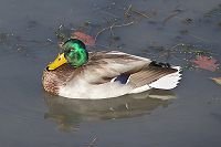 Mallard Duck