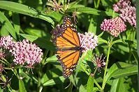 Monarch Butterfly
