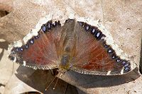 Mourning Cloak Butterfly