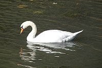 Mute Swan