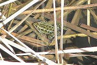 Northern Leopard Frog