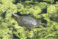 Midland Painted Turtle