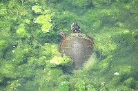 Eastern Painted Turtle