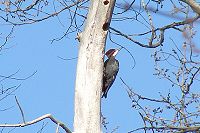 Pileated Woodpecker