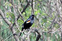 Red Winged Black Bird