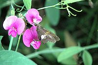 Silver-Streaked Skipper