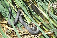 Northern Water Snake