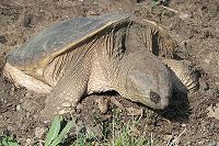 Snapping Turtle