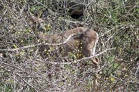 White Tail Deer