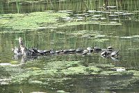 Turtles
