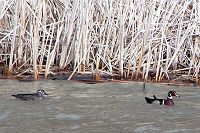 Wood Ducks